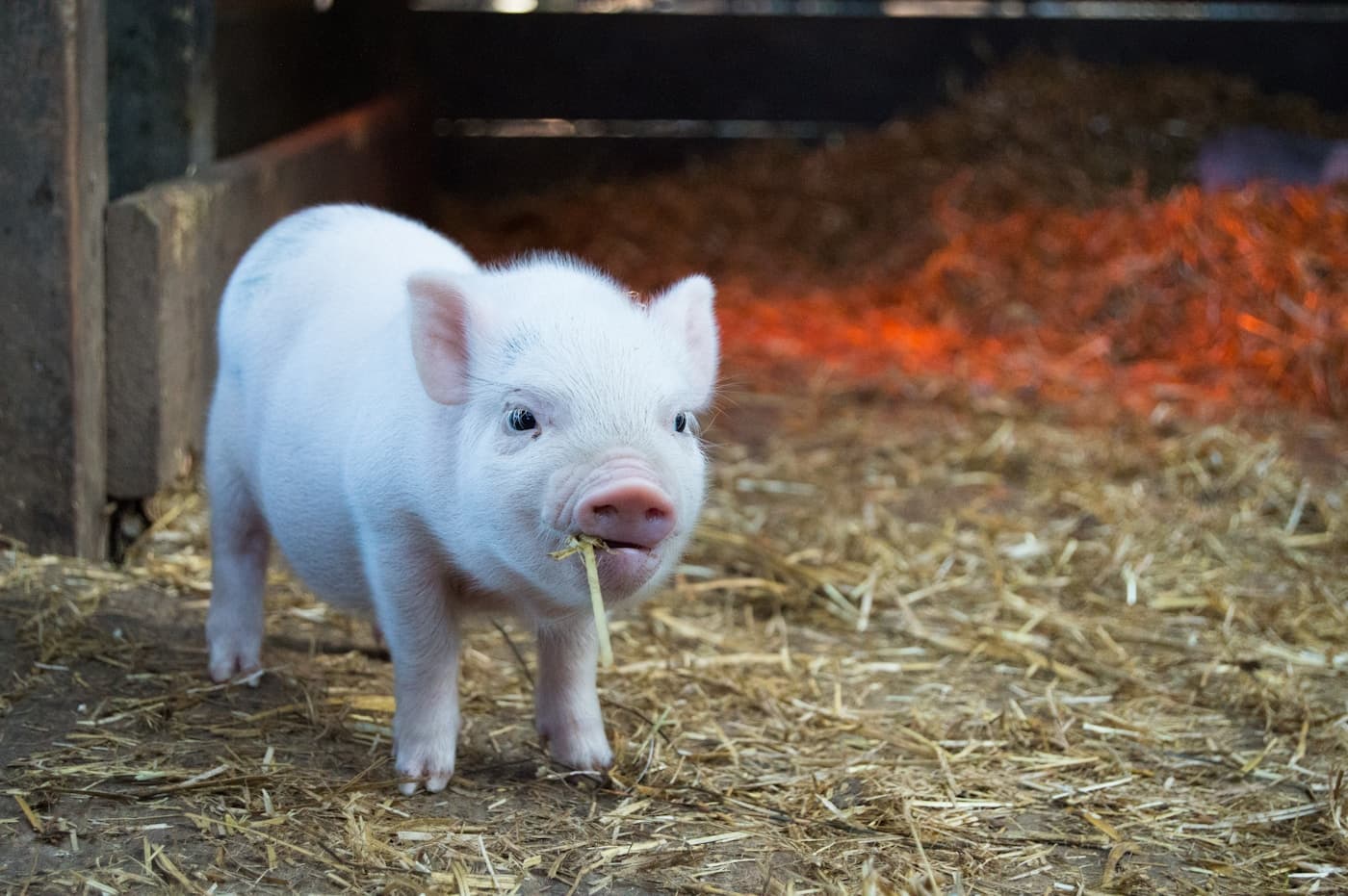 Wildwood Farm